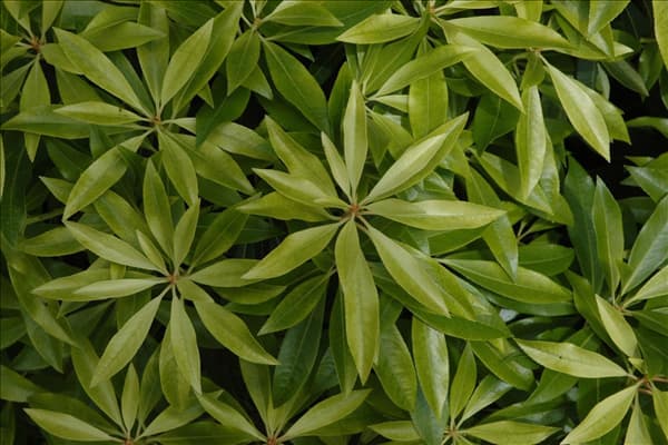 Pieris japonica