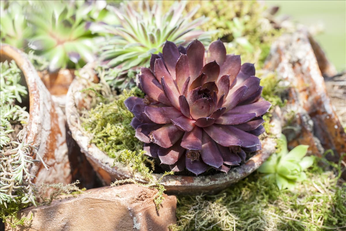 Sempervivum