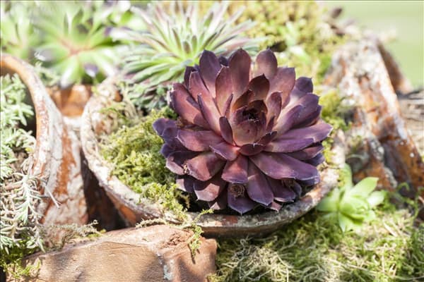 Sempervivum