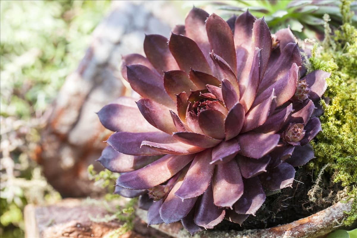 Sempervivum