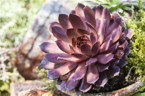 Sempervivum