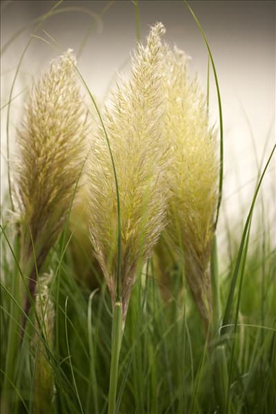 Cortaderia selloana