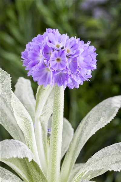 Primula denticulata