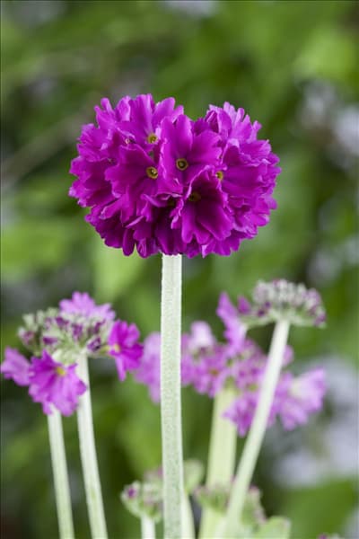 Primula denticulata