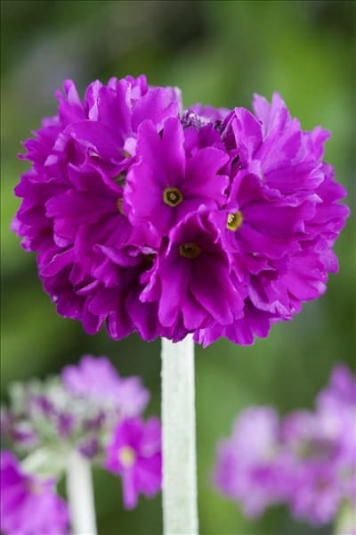 Primula denticulata