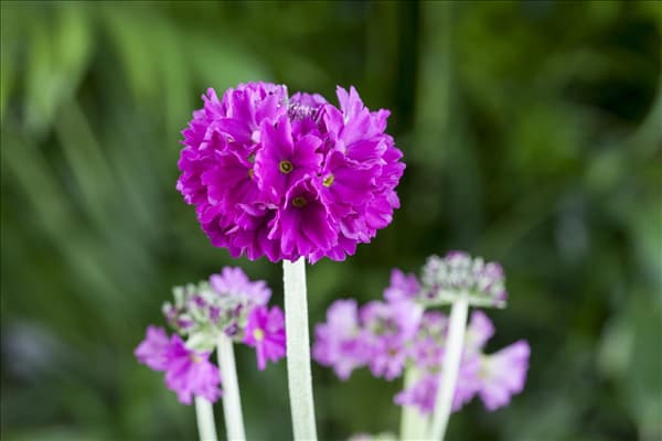 Primula denticulata
