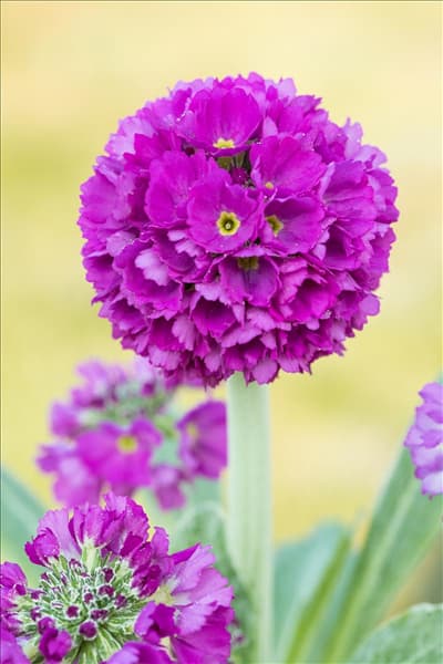 Primula denticulata