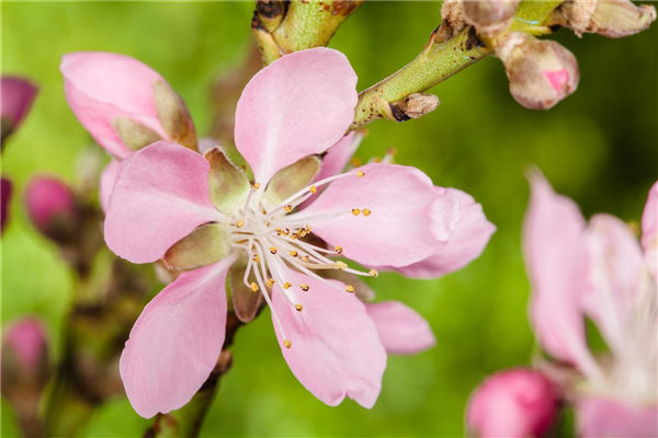 Prunus dulcis