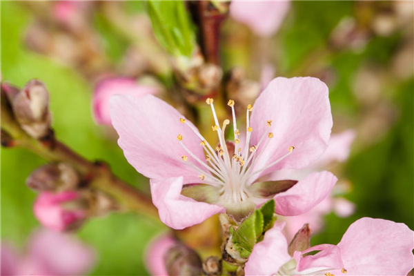 Prunus dulcis