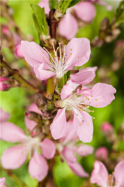 Prunus dulcis