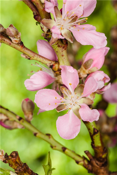 Prunus dulcis