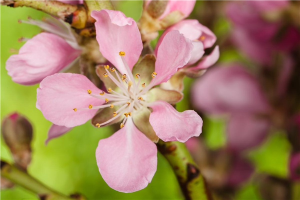 Prunus dulcis