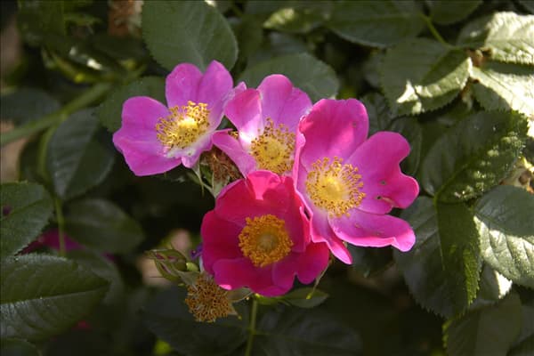 Rosa canina 'Kiese'