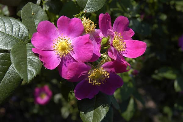 Rosa canina 'Kiese'