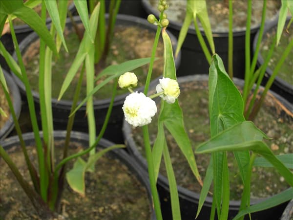 Sagittaria sagittifolia