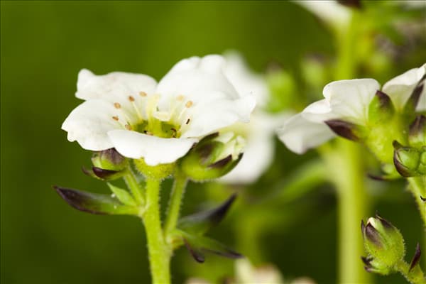 Saxifraga x arendsii, weiß