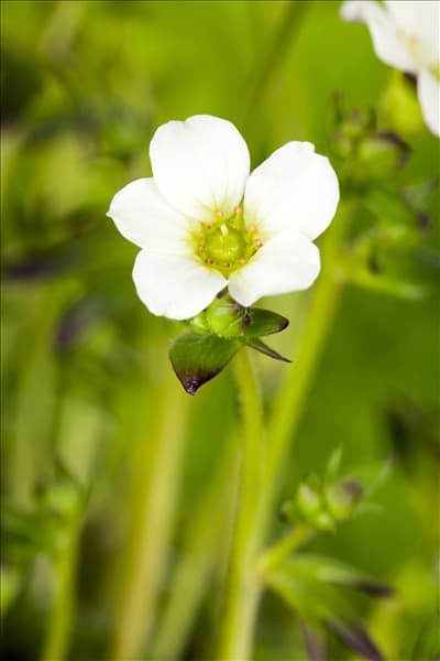 Saxifraga x arendsii, weiß