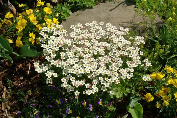 Saxifraga x arendsii, weiß