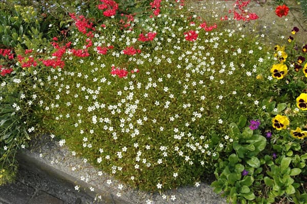 Saxifraga x arendsii, weiß