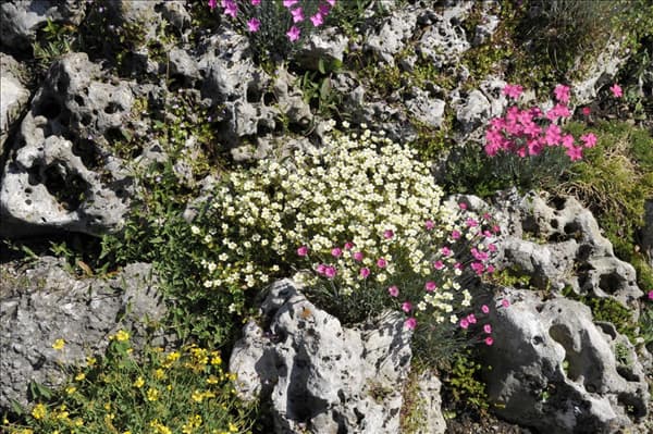 Saxifraga x arendsii, weiß