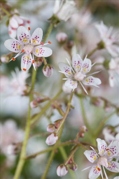 Saxifraga x urbium