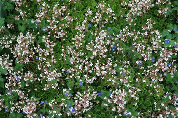 Saxifraga x urbium