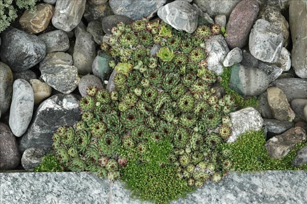Sempervivum tectorum