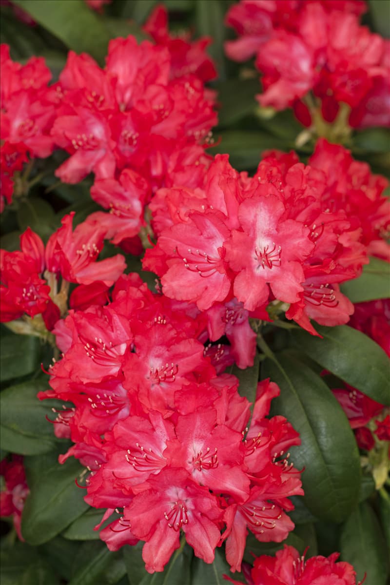 Rhododendron yakushimanum 'Astrid'®