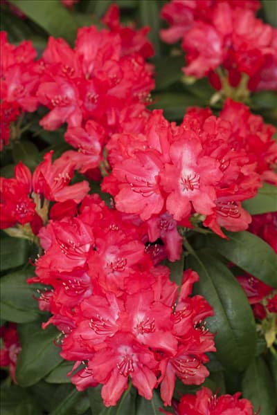 Rhododendron yakushimanum 'Astrid'®