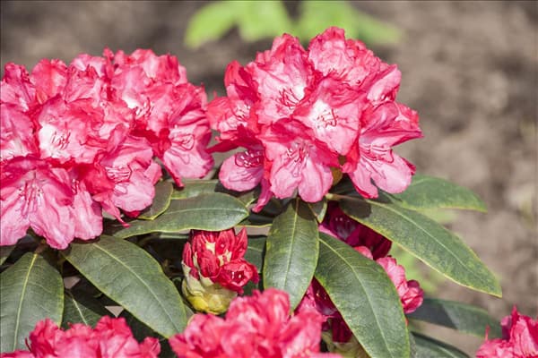 Rhododendron yakushimanum 'Astrid'®