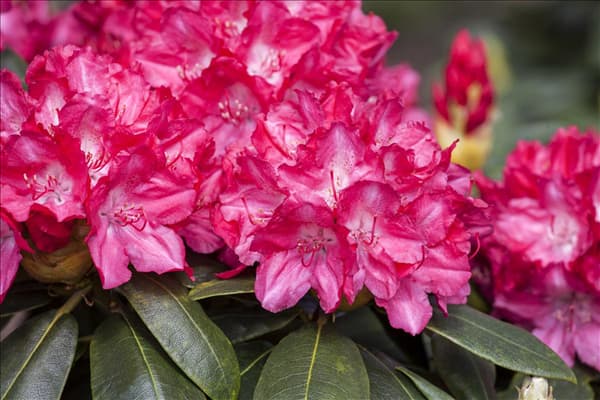 Rhododendron yakushimanum 'Astrid'®