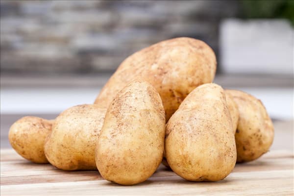 Solanum tuberosum