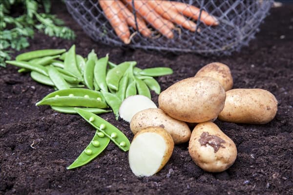 Pisum sativum