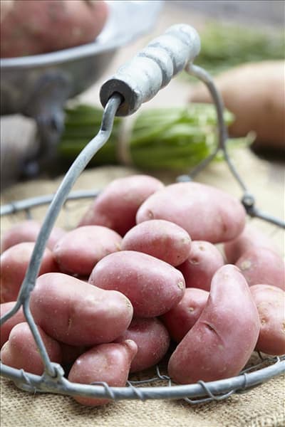 Solanum tuberosum