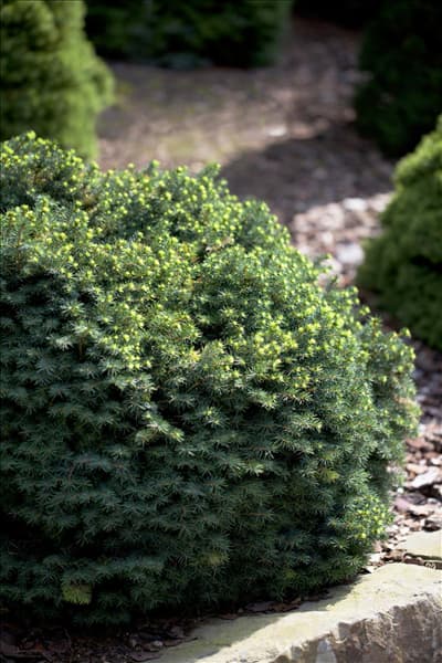 Picea omorika 'Karel'