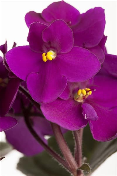 Saintpaulia ionantha