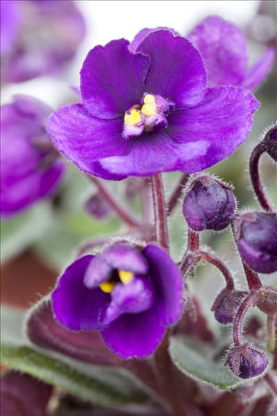 Saintpaulia ionantha