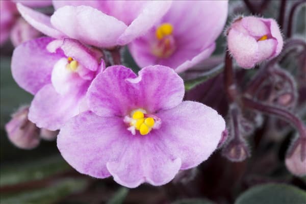 Saintpaulia ionantha