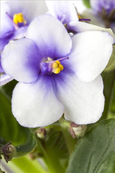 Saintpaulia ionantha