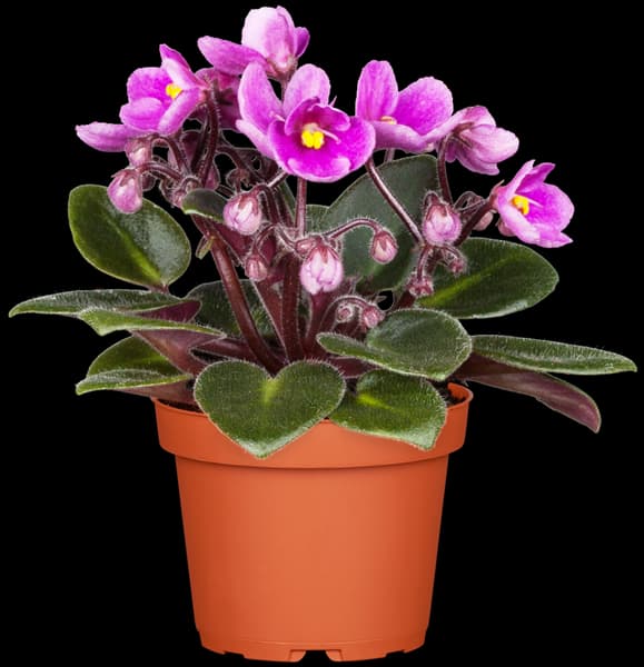 Saintpaulia ionantha