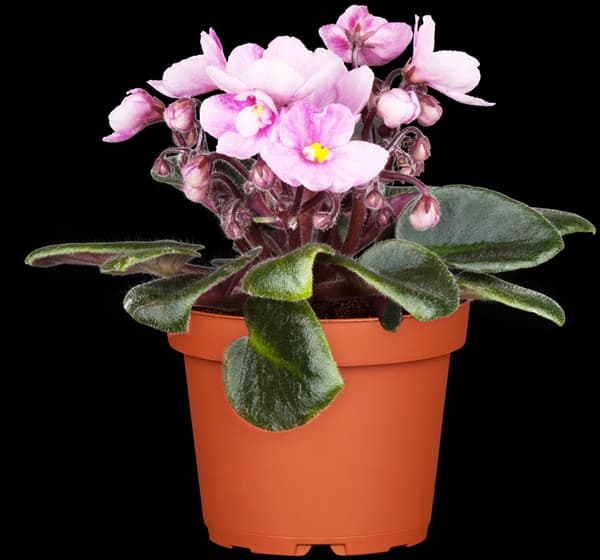 Saintpaulia ionantha