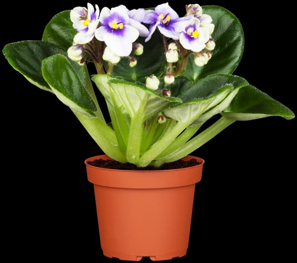 Saintpaulia ionantha