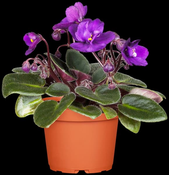 Saintpaulia ionantha