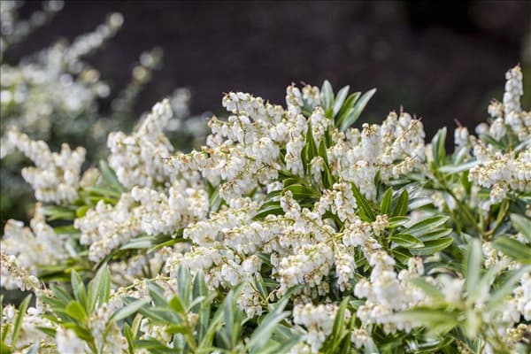 Pieris japonica 'Rondo'