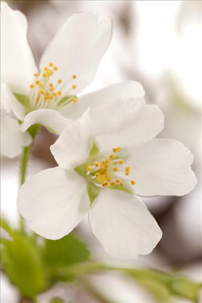 Prunus incisa