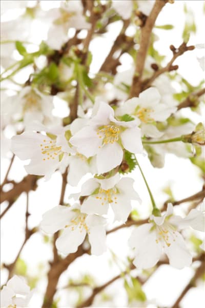 Prunus incisa