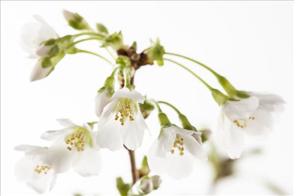 Prunus incisa
