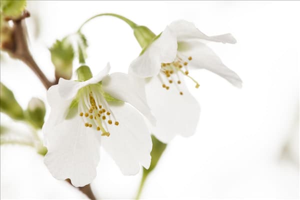 Prunus incisa