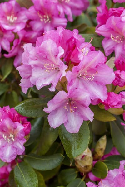 Rhododendron yakushimanum 'Blurettia'