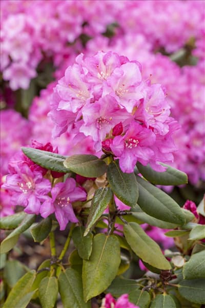 Rhododendron yakushimanum 'Blurettia'